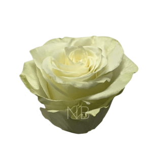 mia roses