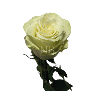 mia roses