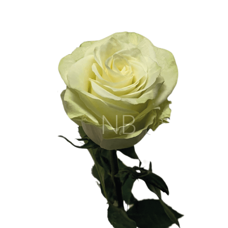 mia roses