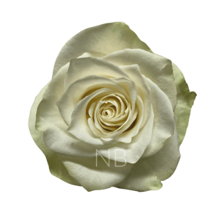 Mia roses