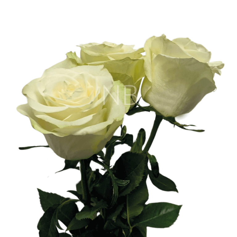 mia roses