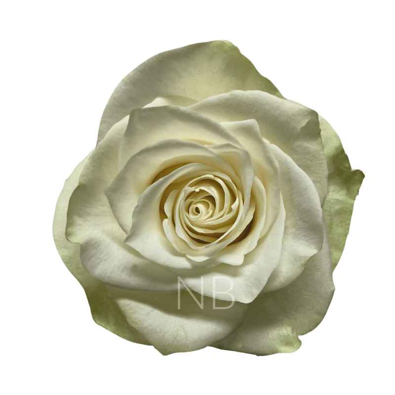 Mia roses