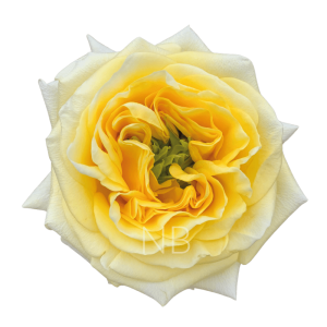 sunny days roses