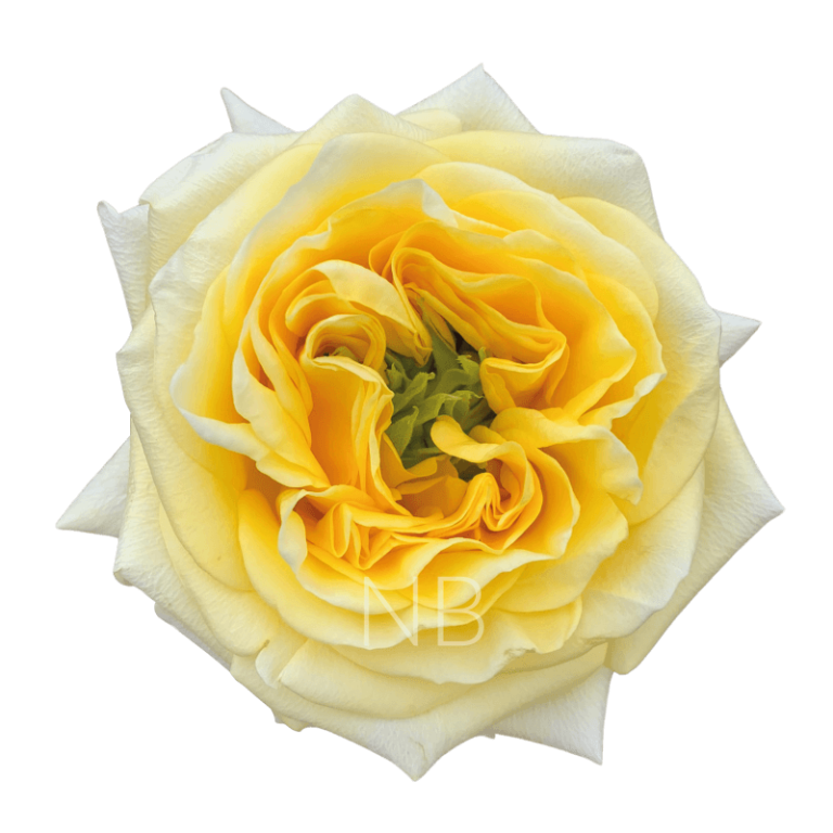 sunny days roses