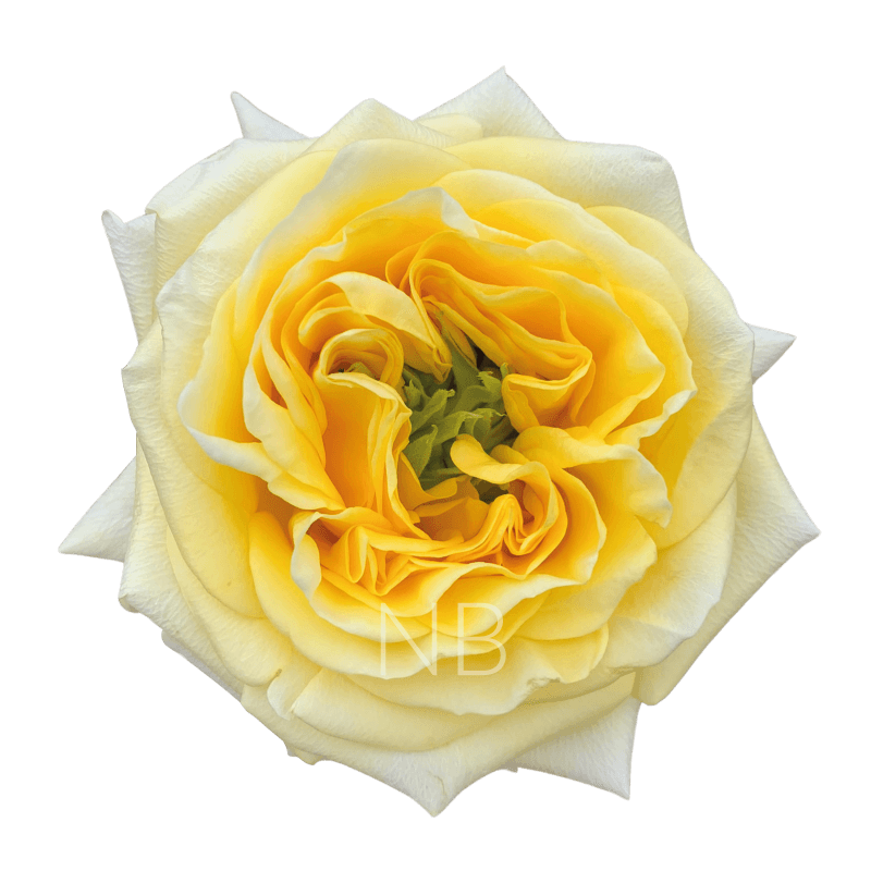 sunny days roses
