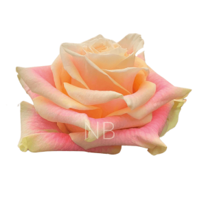 Wild Crown Roses