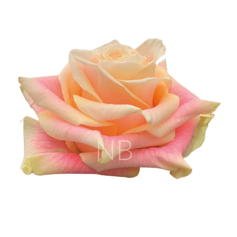 Wild Crown Roses