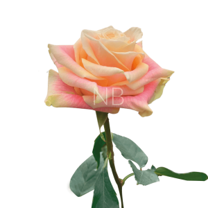 Wild Crown Roses