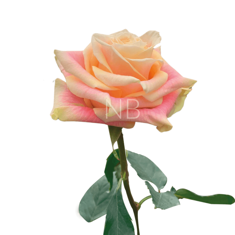 Wild Crown Roses