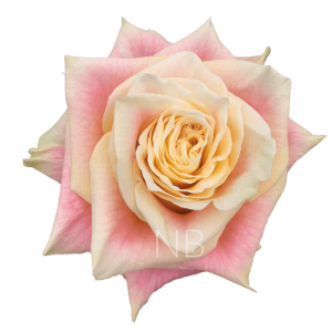 Wild Crown Roses
