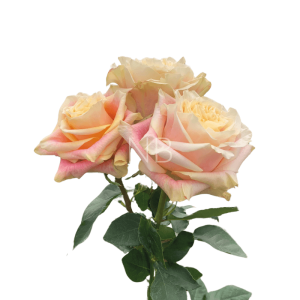 Wild Crown Roses