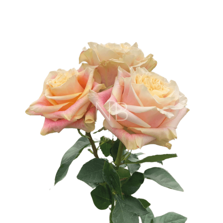 Wild Crown Roses