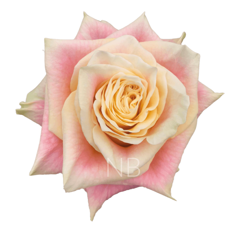 Wild Crown Roses
