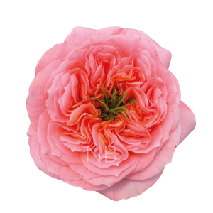 mandarin xpression roses