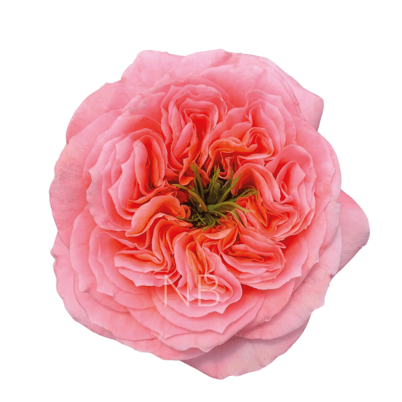 mandarin xpression roses