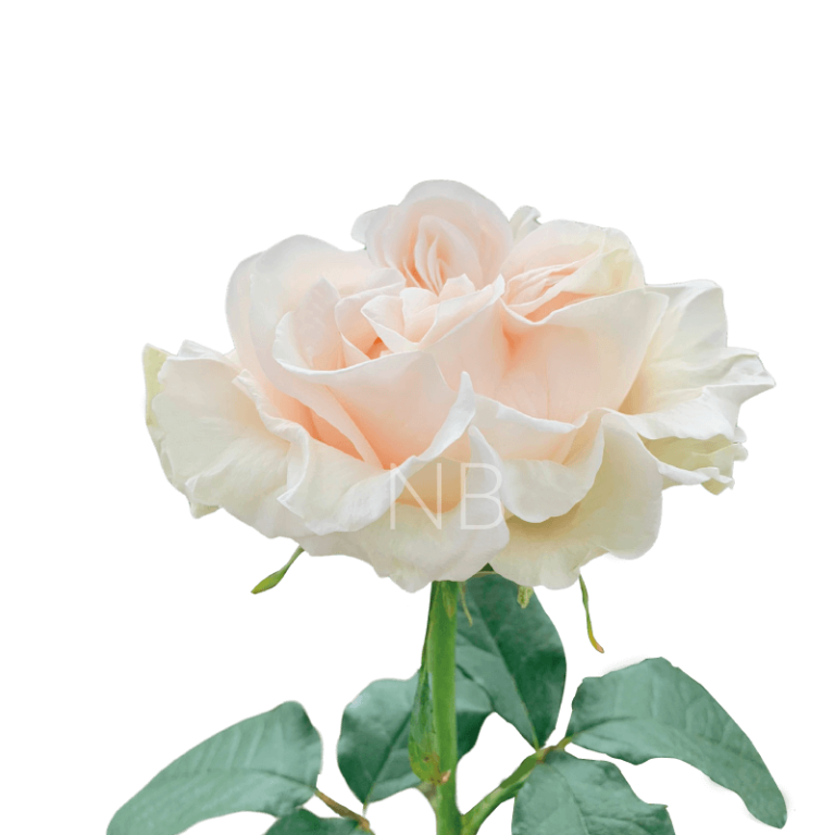 Cotton Xpression Roses