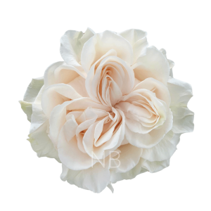 Cotton Xpression Roses