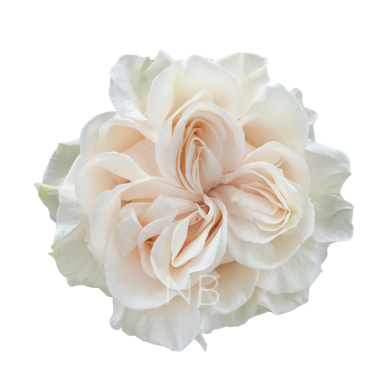 Cotton Xpression Roses