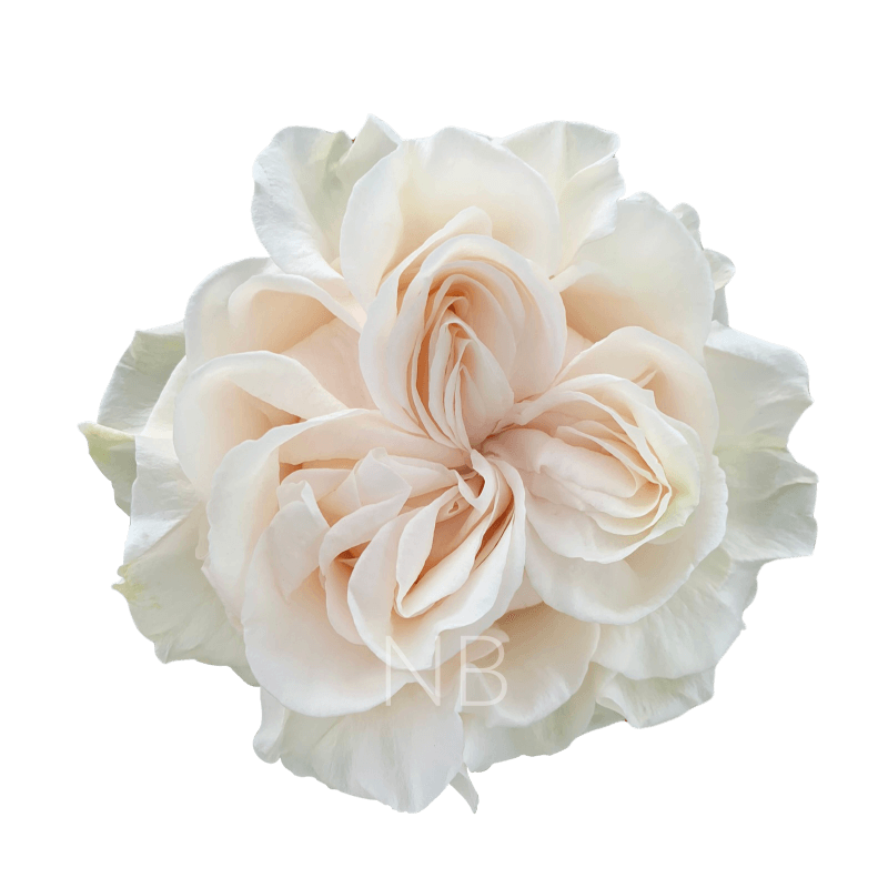 Cotton Xpression Roses