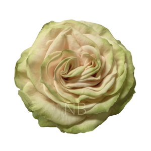 cute enigma roses