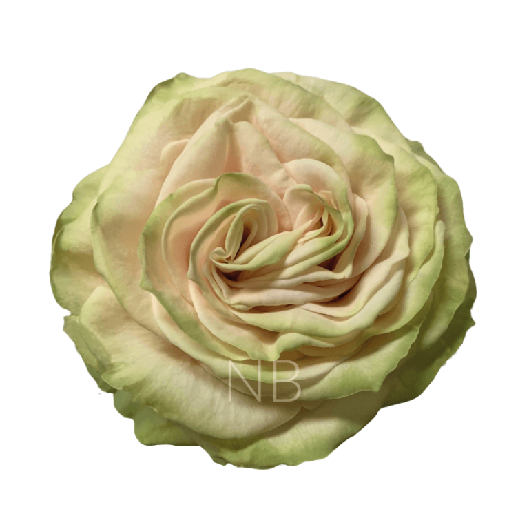 cute enigma roses