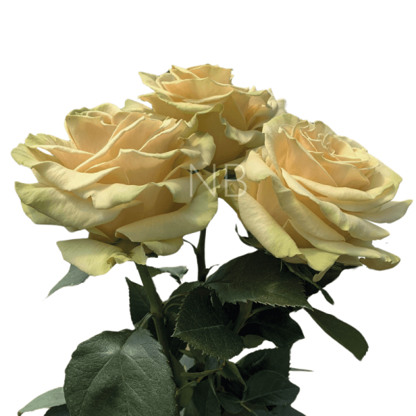 Cute Enigma Roses | Wholesale Ecuadorian Roses | Native Blooms