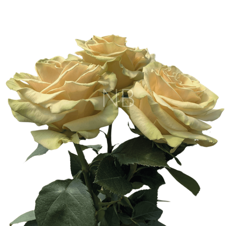 cute enigma roses