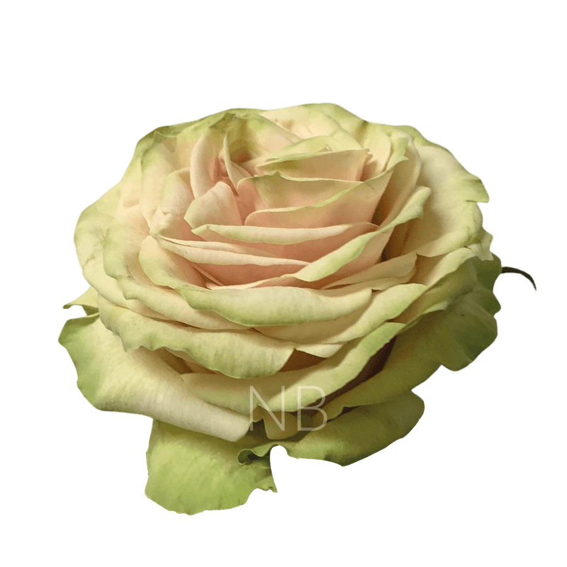 Cute Enigma Roses