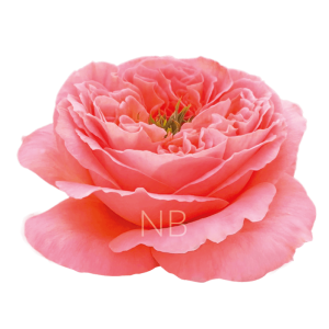 mandarin xpression roses, quality Ecuadorian growers and exporters.