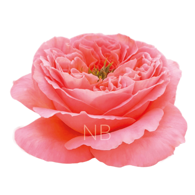 mandarin xpression roses, quality Ecuadorian growers and exporters.