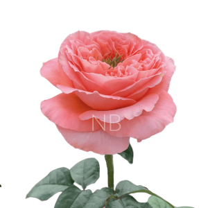 mandarin xpression roses