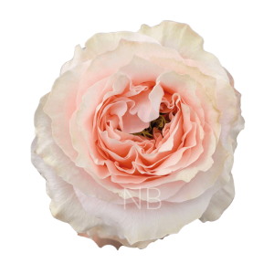 princess crown roses