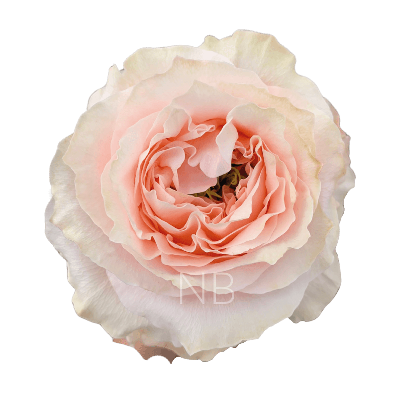 princess crown roses