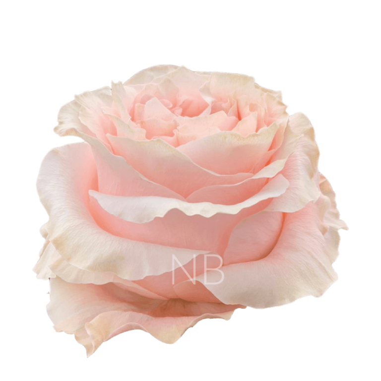 princess crown roses