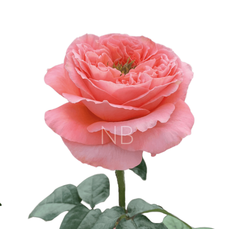 mandarin expression roses
