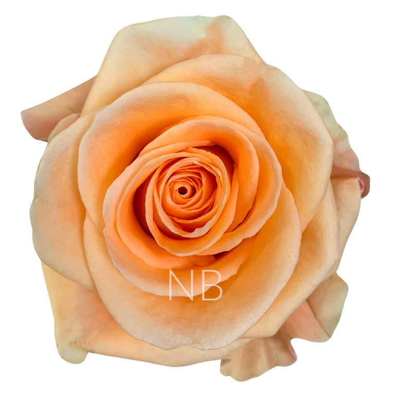 peach wave roses