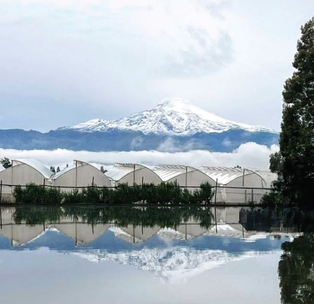 rosas del cotopaxi premium rose farm in Ecuador
