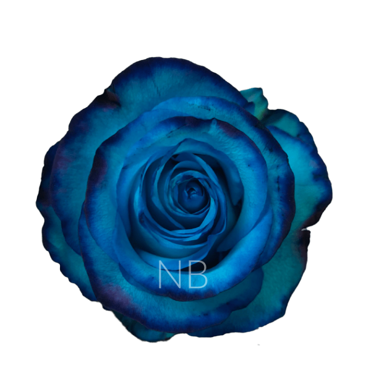 avatar light blue dyed rose