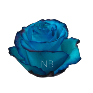 avatar light blue dyed rose