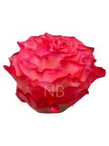 enchantment-roses-2 enchantment roses