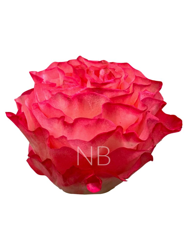 enchantment roses