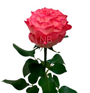 enchantment-roses-3