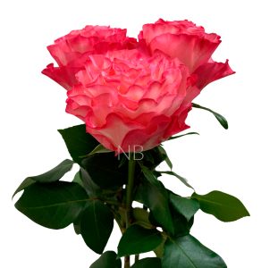enchantment-roses-4