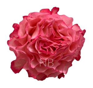 enchantment-roses-768×1024 enchantment-roses