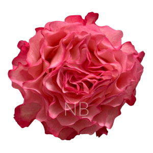 enchantment-roses