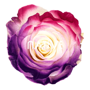 flamingo roses
