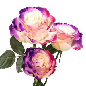 flamingo tinted roses