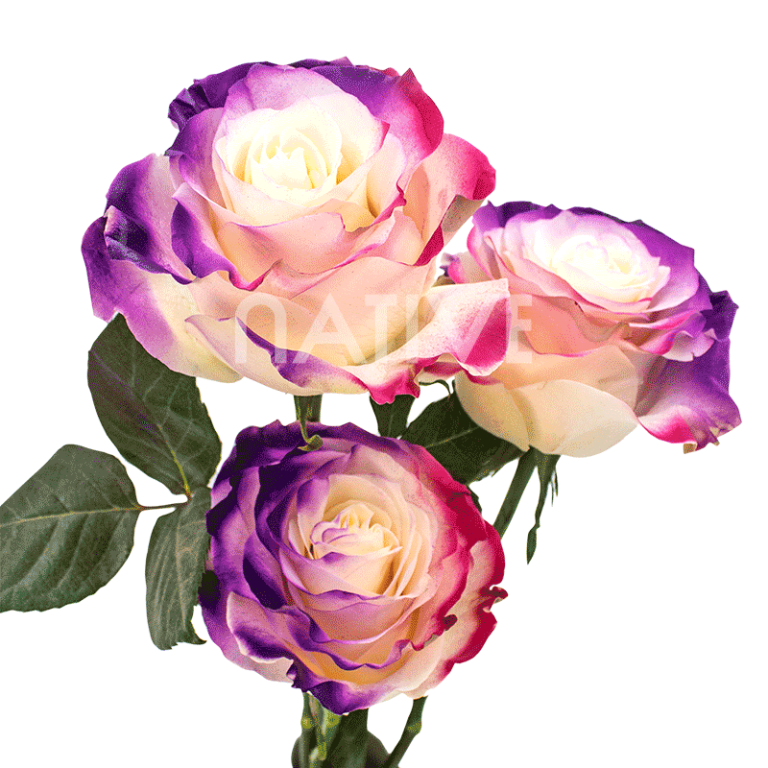 flamingo tinted roses
