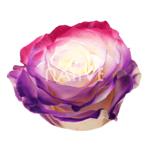 flamingo tinted roses