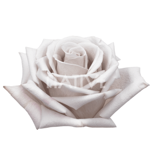 menta rose ecuador premium